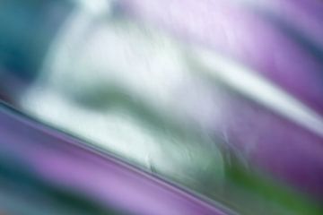 Fresh visions - abstract photo with purple