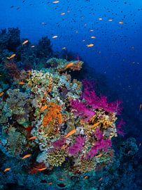 Coral garden, Shark and Yolanda reef, Red Sea 1 by René Weterings
