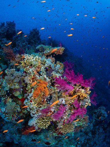 Korallengarten, Hai- und Yolanda-Riff, Rotes Meer 1