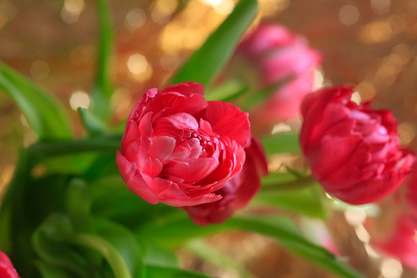 Filled tulips by Thomas Jäger