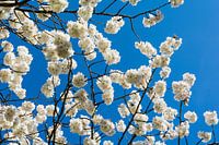 white blossom against super blue sky