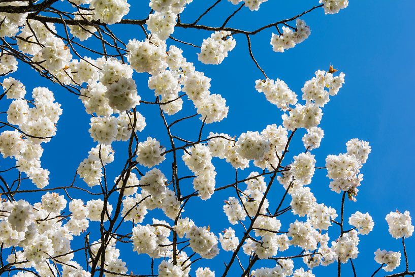 fleur blanche contre un ciel super bleu par Peter van Mierlo
