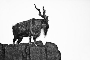 Auf dem Berg steht die Ziege Markhor, ein Tier mit riesigen verzweigten Hörnern.