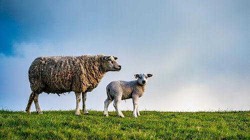 Moeder met dochter - lammetjes op Texel