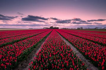 Rode Tulpen bij het vallen van de Avond van HaGee_Photo