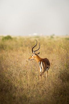 Impala in Kenya by Evelyne Van Heuverzwyn