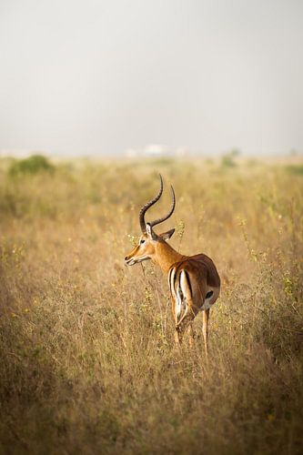 Impala in Kenya