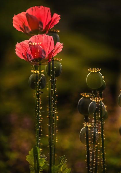 Bloemen part 398 van Tania Perneel