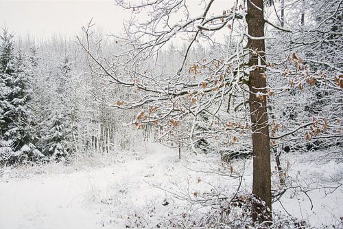WINTER WOOD