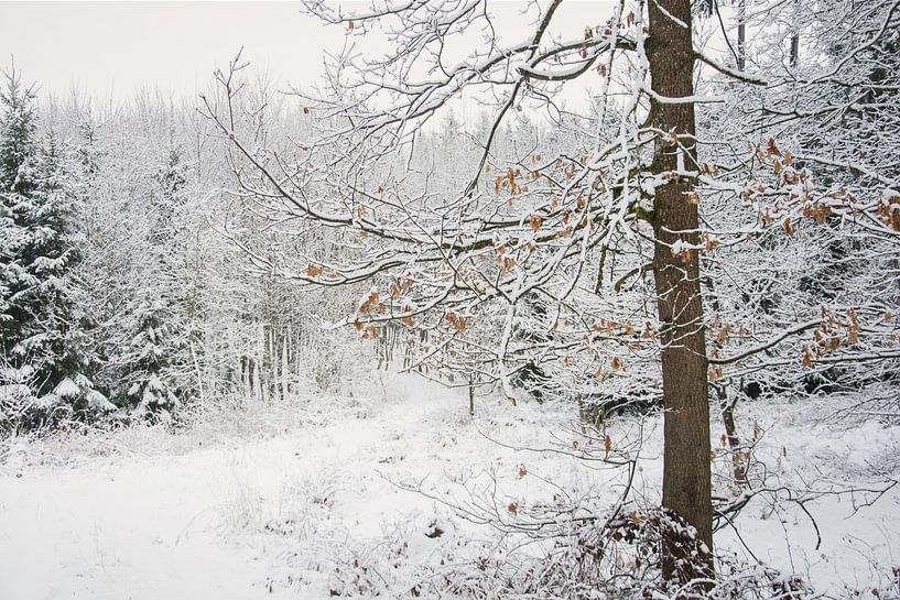WINTERHOUT van Lena Weisbek