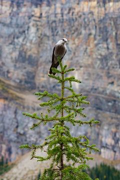 Bird Nutcracker Canada by Robinotof