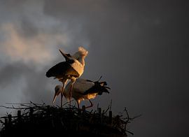 La danse qui apportera une nouvelle vie sur femke aarden