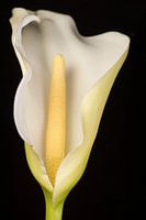 Arum lily