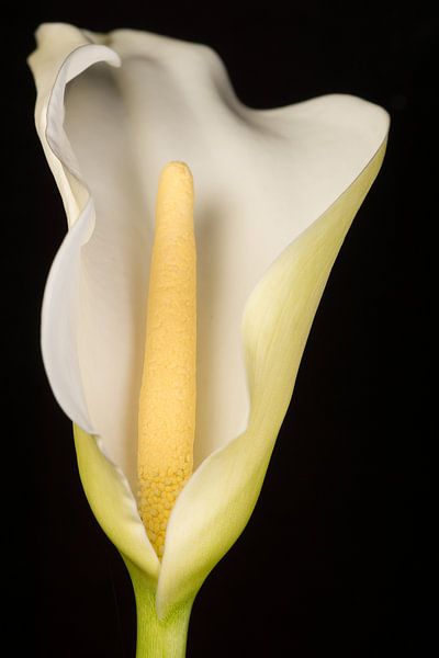 Arum lily by Henry Jansen