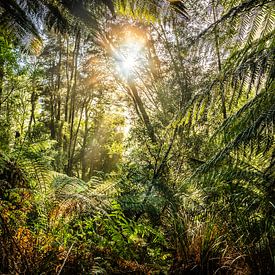 La fièvre de la jungle sur Patrick Schwarzbach