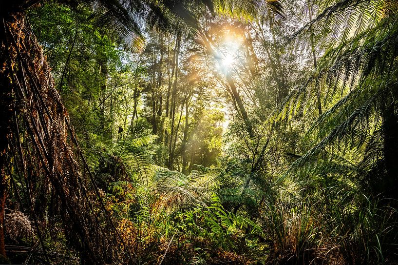 Jungle fever by Patrick Schwarzbach