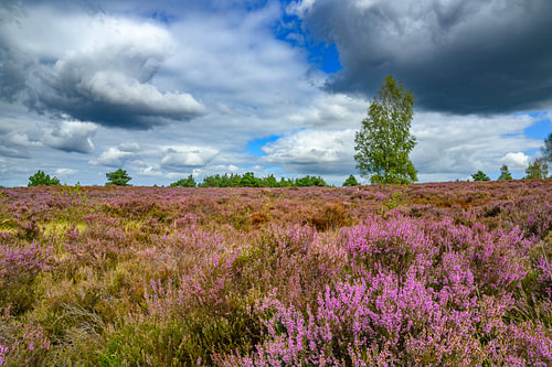 Heathland landscape during a beautiful summer day