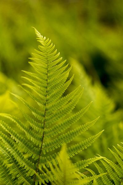 Bohemian design with ferns, fine art macro photo by Karijn | Fine art Natuur en Reis Fotografie