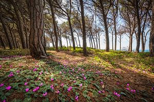 Zyklamenblüten im Pinienwald von Marina di Cecina