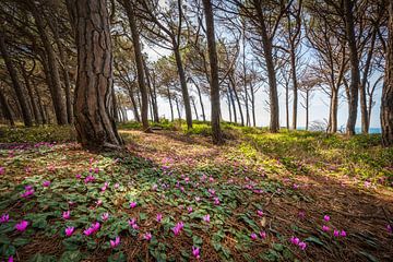 Cyclamen flowers in the pine forest in Marina di Cecina by Stefano Orazzini