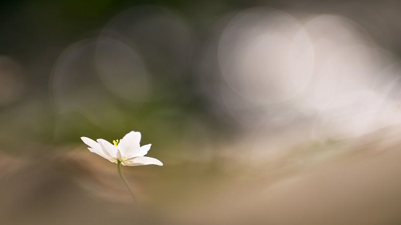 Wood anemone by Margriet Louwen