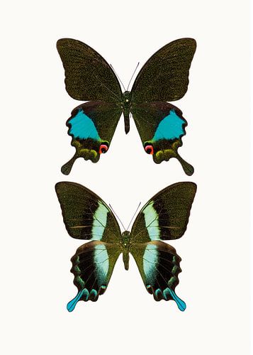Schrank der Kuriositäten_Butterfly_02 (gesehen bei vtwonen) von Marielle Leenders