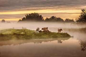 Kühe im Morgennebel