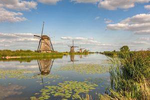 Sommer in Kinderdijk