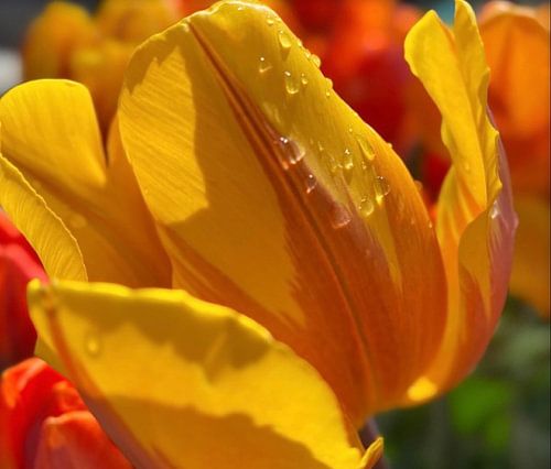 Tulipes jaunes
