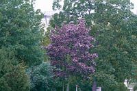 Praag - Paarse boom