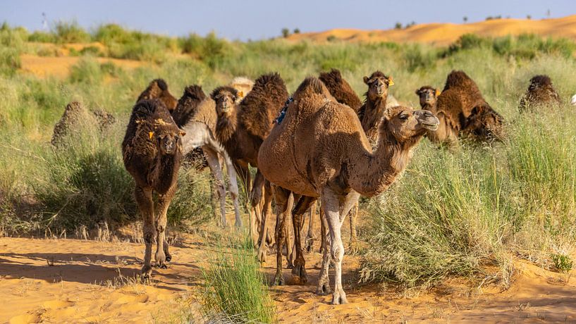 Camels migrate through Sahara, Tunisia by Jessica Lokker