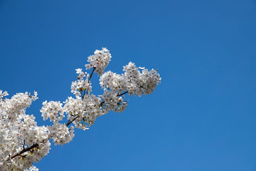 Nature | Flower | Blossom Sakura by Claudia van Kuijk