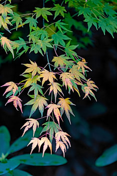 Acer