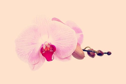 GENTLE ORCHID  II