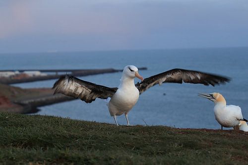 Zwartgegroefde albatros ( Thalassarche melanophris ) of Mollymawk op het eiland Helgoland Duitsland