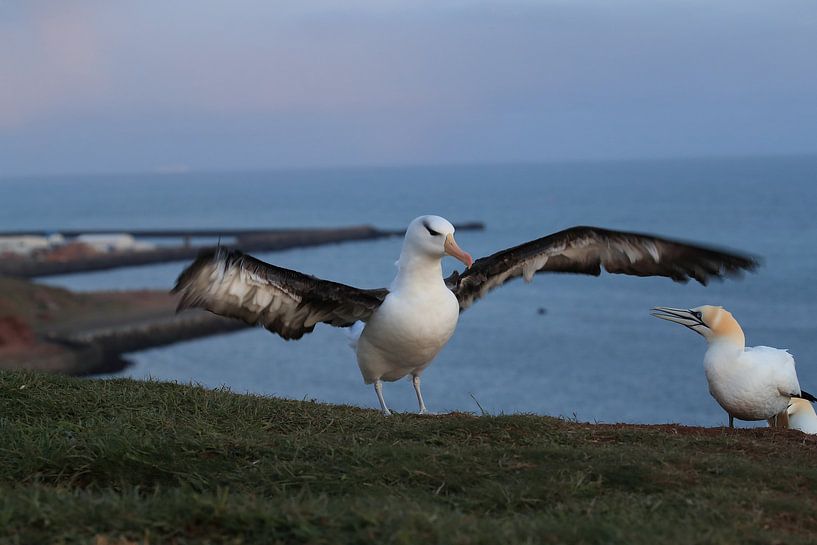 Black-browed Albatros ( Thalassarche melanophris ) or Mollymawk sur l'île d'Helgoland Allemagne par Frank Fichtmüller