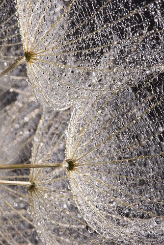 Waterdruppeltjes op pluisjes in het licht