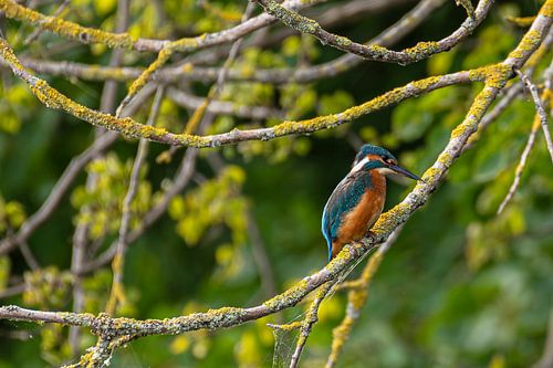 IJsvogel langs het water
