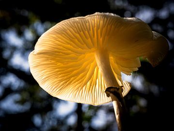 Champignon de porcelaine à la lumière du soleil sur Erwin Pilon