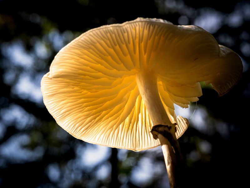 Porcelain fungus in sunlight by Erwin Pilon