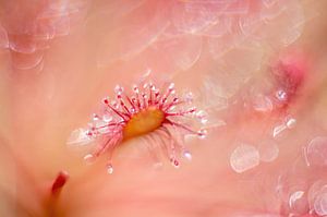 Drosera 2