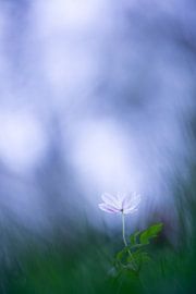 Woodanemone reaching for light by Judith Borremans Natuurfotografie