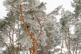 Gefrorene Kiefern von nature meets camera - Adrian Ranfft