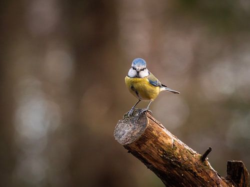 Great Tit with soft background