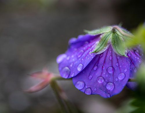 Geranium Rozanne