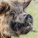 Das lächelnde Schwein von Fotografie Jeronimo Miniaturansicht