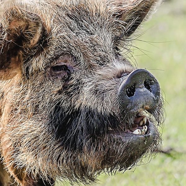 Das lächelnde Schwein von Fotografie Jeronimo