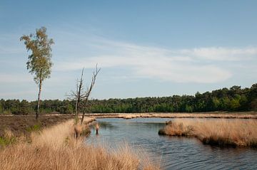 Hatertse und überschwemmte Niedermoore von Nancy van Verseveld