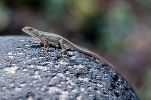 Bladvingergekko
