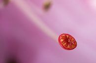 Flower crown by Memories for life Fotografie thumbnail